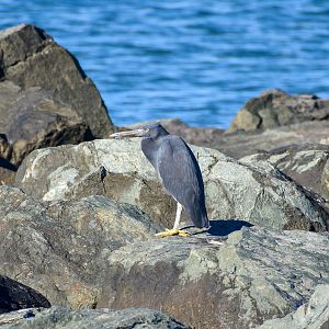 Pacific Reef Heron
