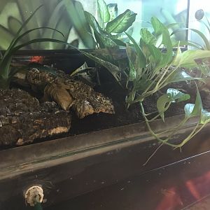 Green and black poison frog enclosure