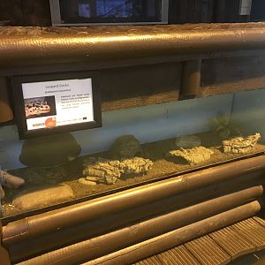 Leopard gecko enclosure