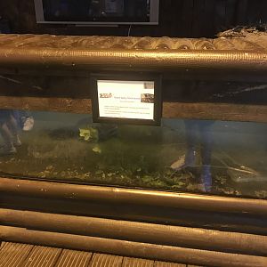 Giant spiny stick insect enclosure