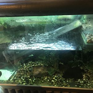 Roti Snake-necked turtle enclosure