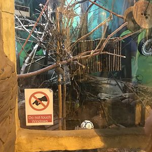 Mixed species enclosure