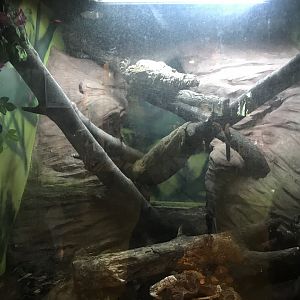 Grey ratsnake enclosure