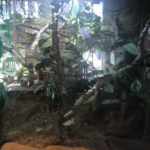 Panther chameleon enclosure