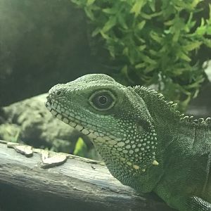 Asian water dragon