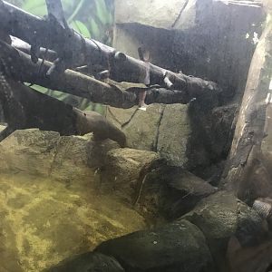 Blood python enclosure