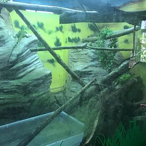 Asian water dragon enclosure