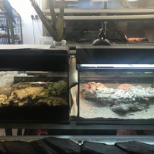 Species tanks