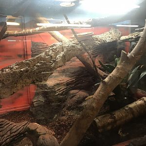 Black spiny lizard enclosure