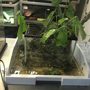 Leafcutter ant tank