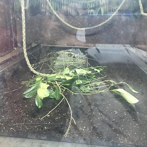 Leafcutter ant main tank