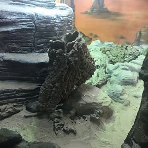 Mexican bearded lizard and blue spiny lizard enclosure