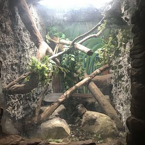 Emerald tree boa enclosure