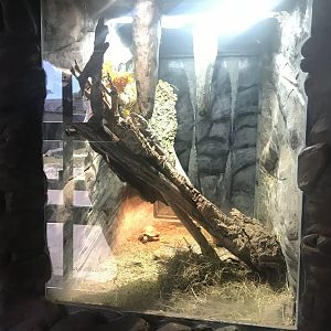Frilled lizard and tortoise enclosure