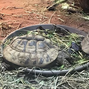 Tortoise ID?