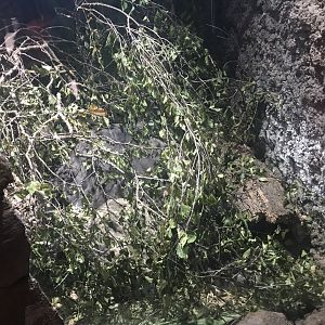 Asian minor spiny mice enclosure