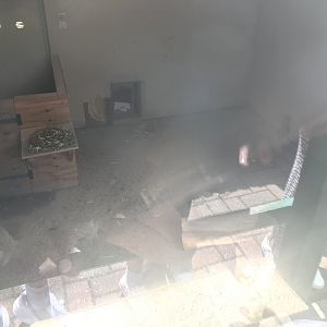 Mixed african species indoors (2)