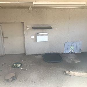 Mixed african species indoors (3)