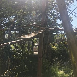 Mixed monkey enclosure