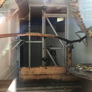 Red bellied tamarin indoors