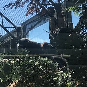 Red bellied tamarins