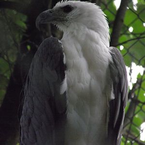 White-bellied Sea Eagle - Zooparc de Beauval - 05/2021