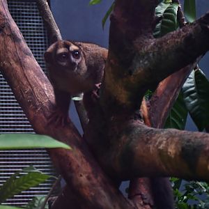 Grey-handed Night Monkey (Aotus griseimembra)