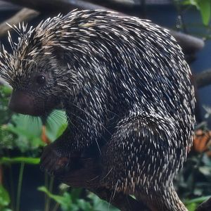 Brazilian Porcupine (Coendou prehensilis)