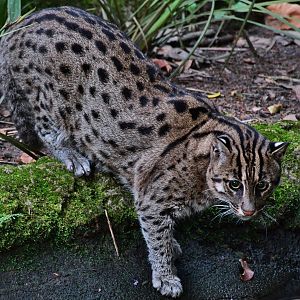 Fishing Cat (Prionailurus viverrinus)