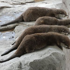 Asian short-clawed otters