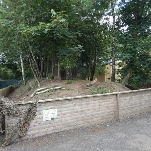 Patagonian mara enclosure