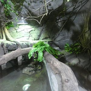 Dwarf crocodile enclosure