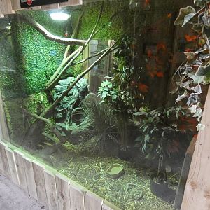 Tailless tenrec enclosure