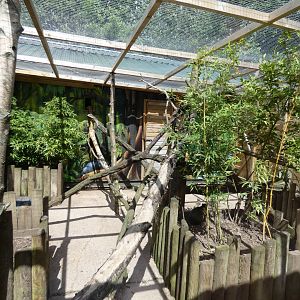 Kinkajou and Azara's agouti enclosure