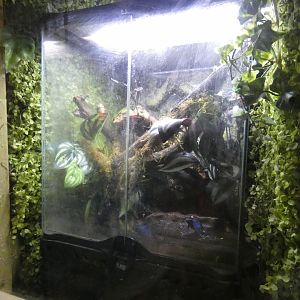Blue poison dart frog enclosure
