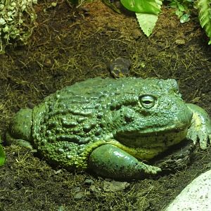 African bullfrog