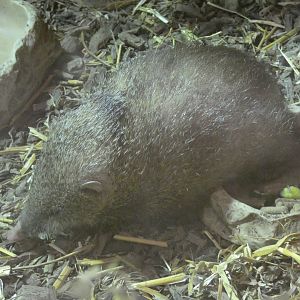 Tailless tenrec