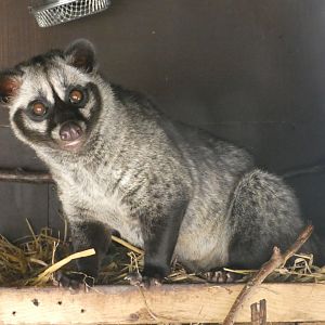 Asian palm civet