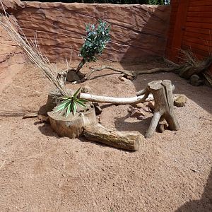 Dwarf mongoose enclosure