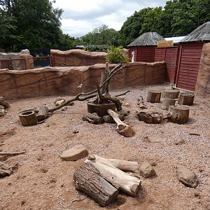 Meerkat enclosure