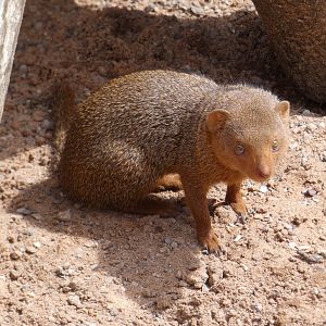 Dwarf mongoose