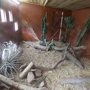 Dwarf mongoose indoor enclosure