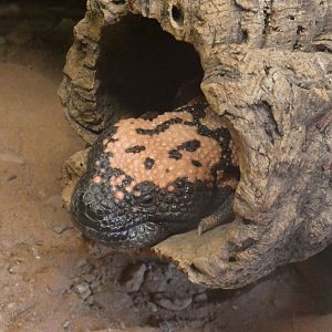 Gila monster