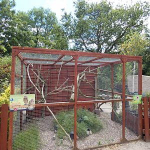 Burrowing owl aviary