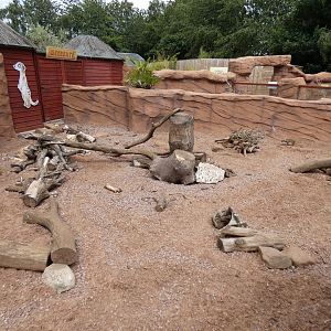 Meerkat enclosure (2)
