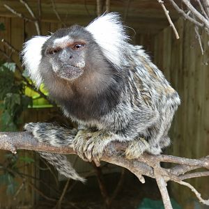 Common marmoset