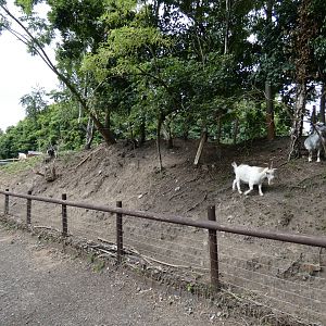 Dwarf goat enclosure