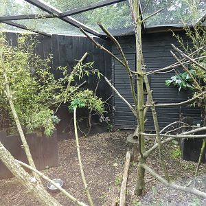 Common genet enclosure