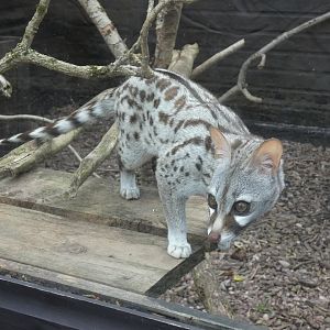 Common genet
