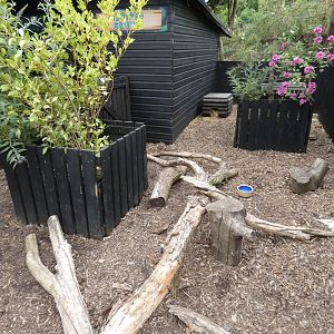 Striped skunk enclosure
